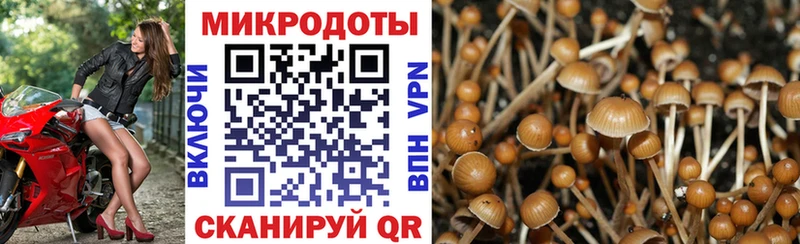 где купить   Куртамыш  Галлюциногенные грибы мухоморы 